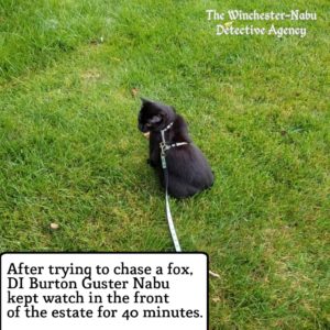 Gus sitting in the grass; After trying to chase a fox, DI Burton Guster Nabu kept watch in the front of the estate for 40 minutes.