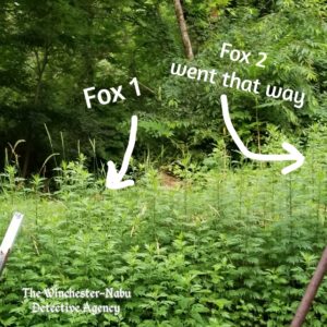 red foxes barely visible at all through high weeds. arrows drawn to show where both were.