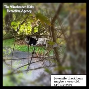 Juvenile black bear maybe a year old walking away. Shot taken through bushes and not very good.