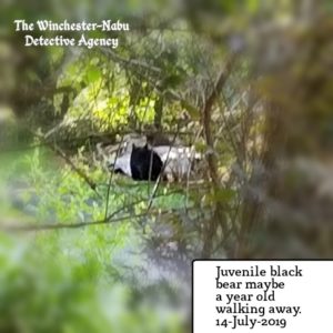 Juvenile black bear maybe a year old walking away. Shot taken through bushes and not very good.