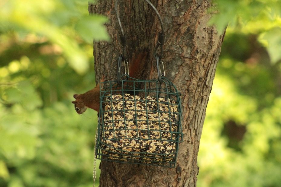 red squirrel on tree next to bird feeder