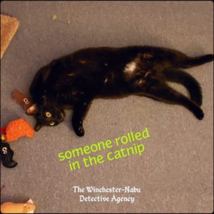 Gus belly up rolling in catnip 2019