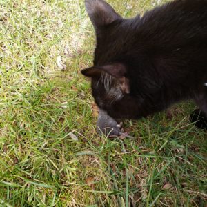 dead shrew evidence