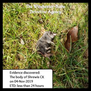 dead shrew evidence