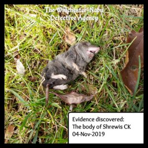 dead shrew evidence