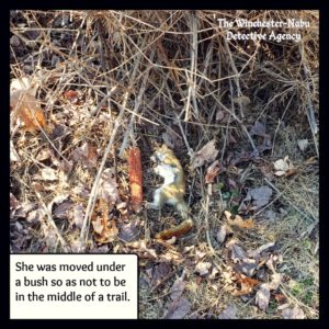 dead squirrel laid to rest