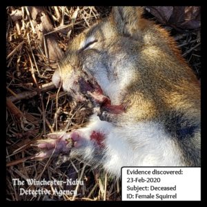 dead squirrel laid to rest close up
