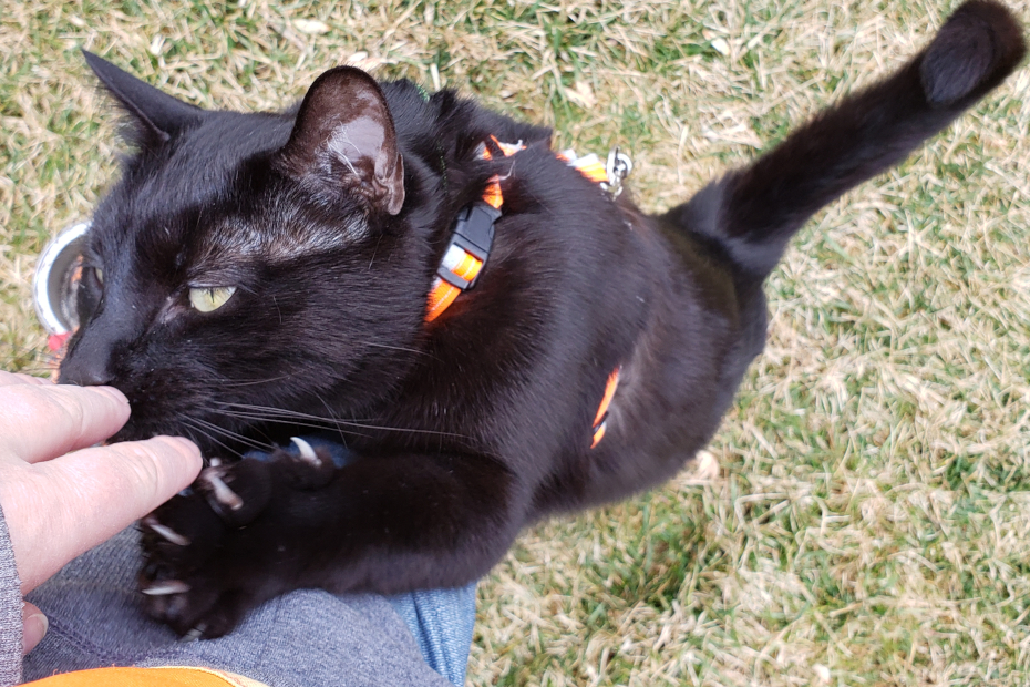 black cat Gust outside reaching up human's leg to get fed treats