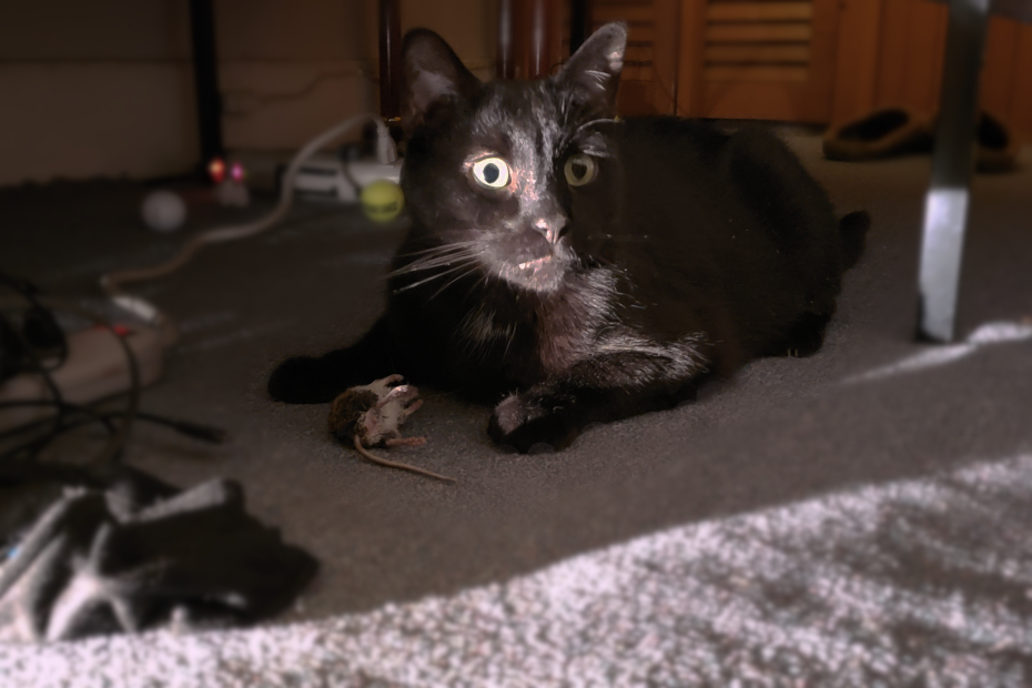 Gus under bed with dead mouse