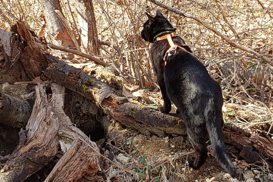 black cat Gus with front paws up on a log