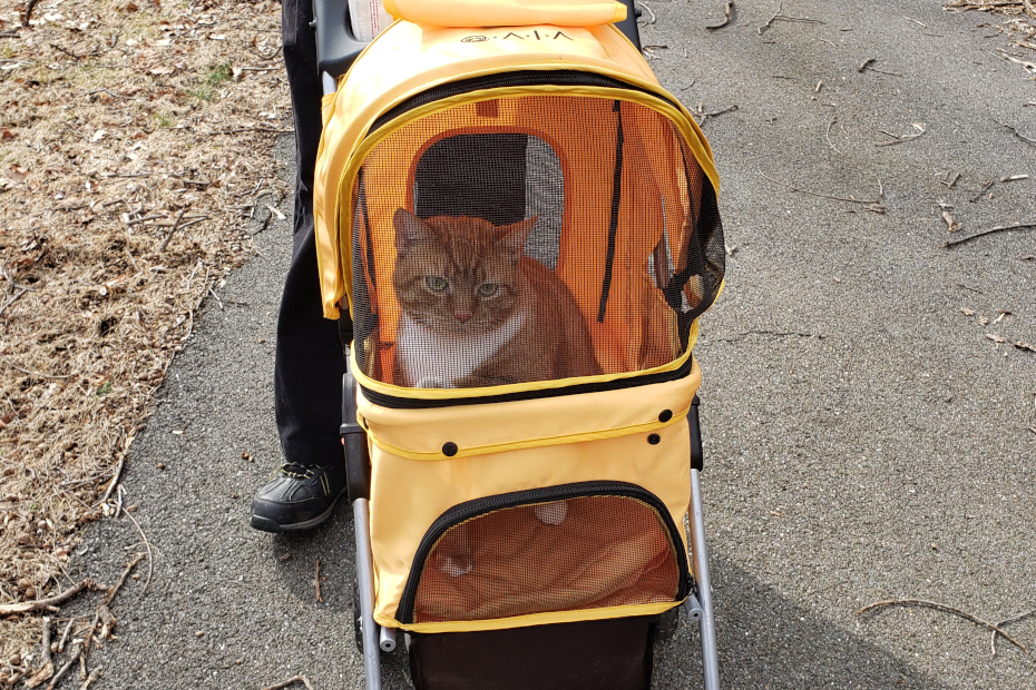 orange and white cat Oliver in orange stroller