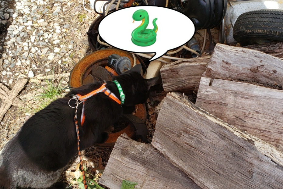 Gus looking around a small firewood pile for a snake.