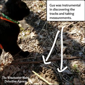 Gus investigating wildlife bear volkolak tracks
