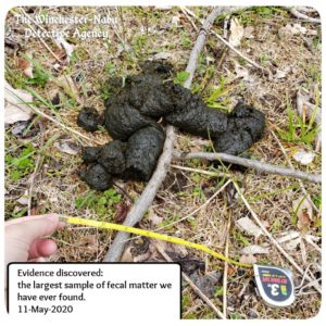 enormous wildlife bear volkolak feces poo