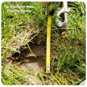 hoof wildlife tracks