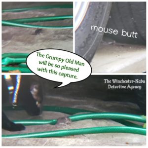 tiny mouse at trailer