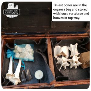 skeleton bones in crate