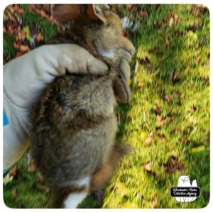 Amber holding second baby bunny