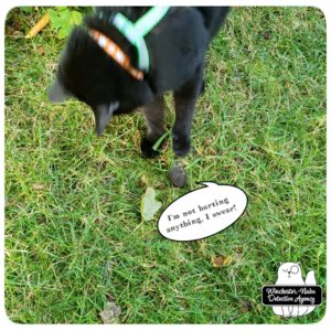 Gus captures mole