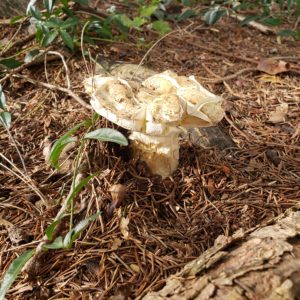 large mushroom