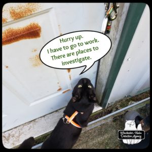 Gus begging at door