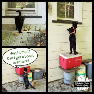 collage of Gus at neighbor's house