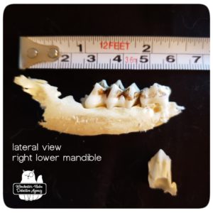 jawbone mandible