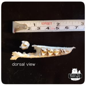 jawbone mandible