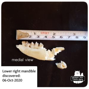 jawbone mandible