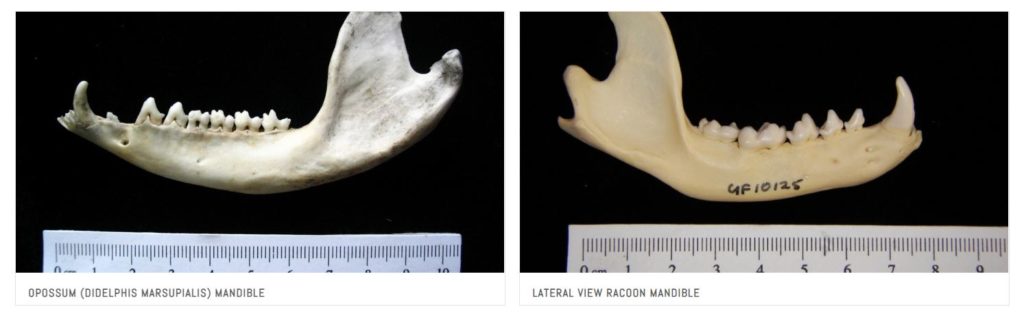 bone comparison