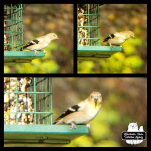 goldfinch collage
