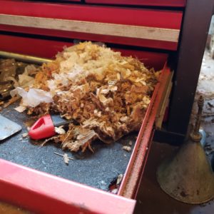 mouse nest in toolbox