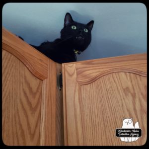 Gus above the cabinets