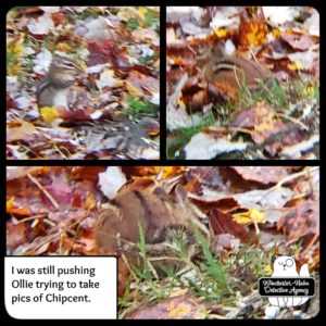 collage of chipmunk in fall leaves