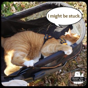 Ollie in his buggy with the top open