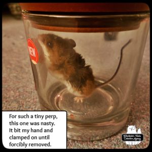 mouse in jar