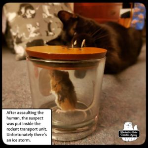 mouse in jar