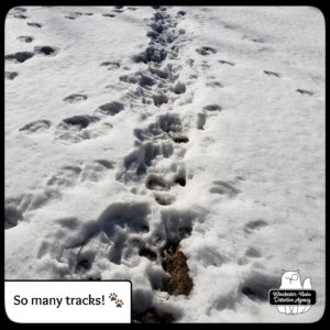 wildlife tracks in snow