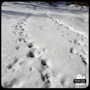 wildlife tracks in snow