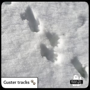 Gus snow prints
