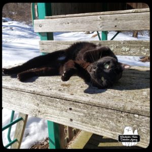 Gus lying on the Fort Winchester porch