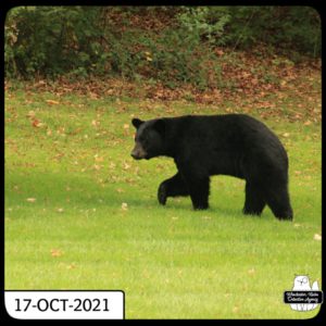 black bear / volkolak