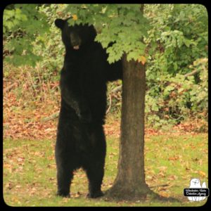 black bear / volkolak