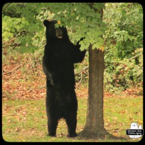 black bear / volkolak