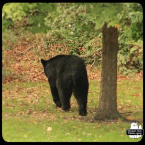 black bear / volkolak