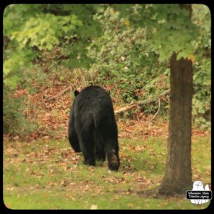 black bear / volkolak
