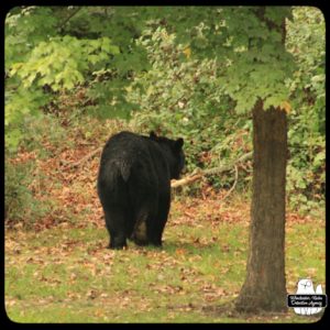 black bear / volkolak