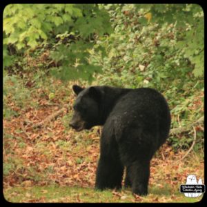 black bear / volkolak