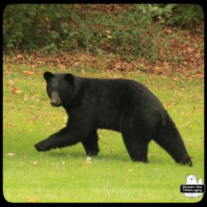 black bear / volkolak