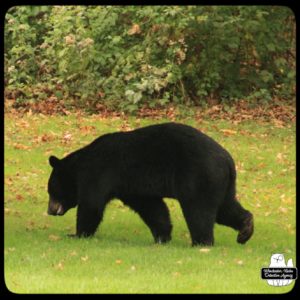 black bear / volkolak